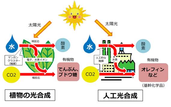 植物の光合成と人工光合成のプロセスをそれぞれ図であらわしています。